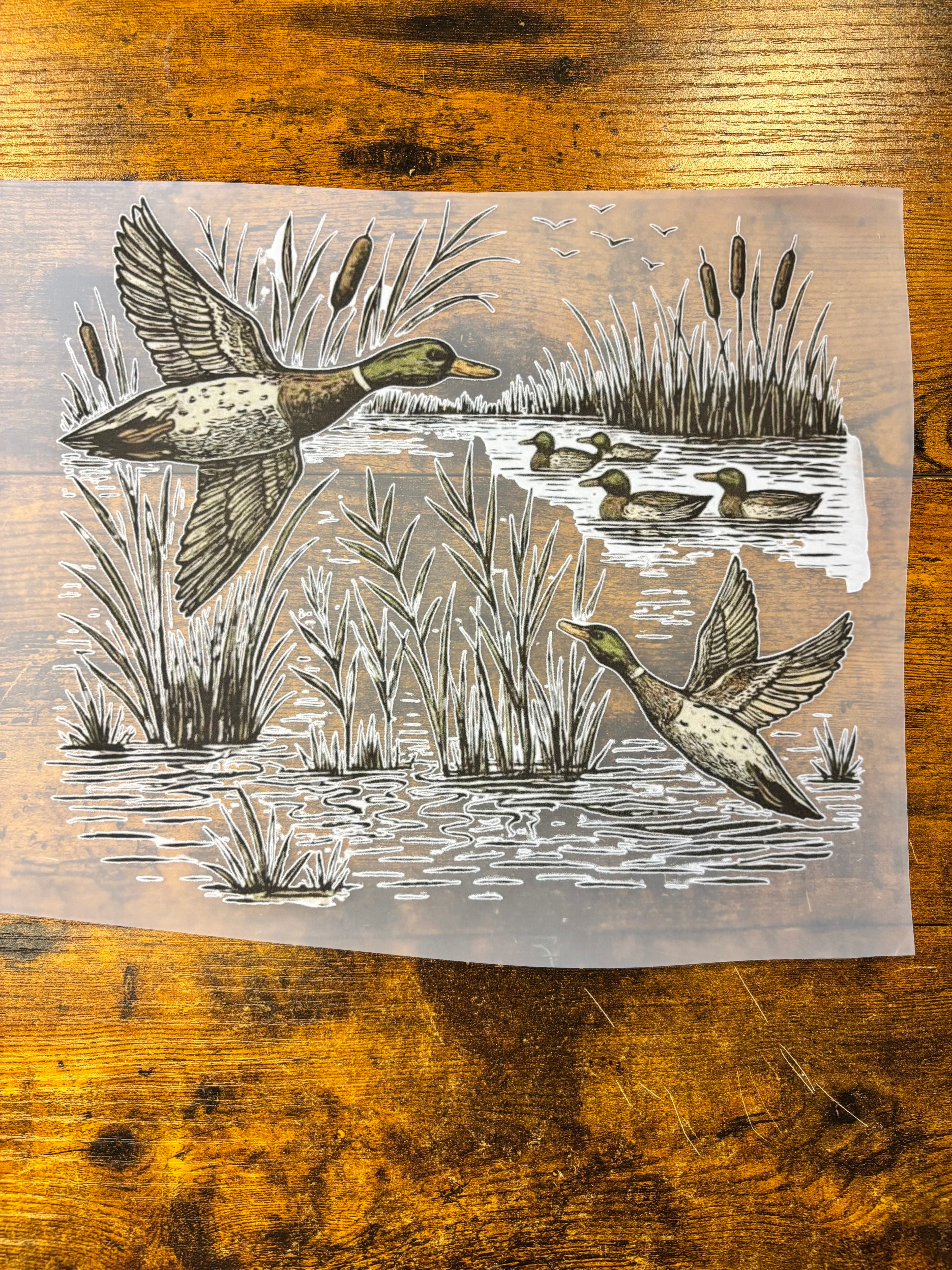 Ducks
